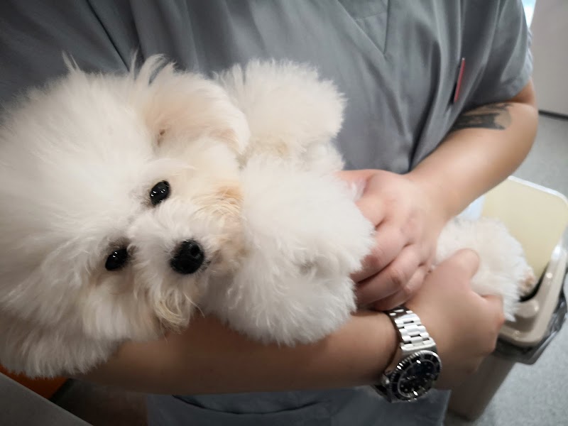 Westside Emergency Vet in Ang Mo Kio