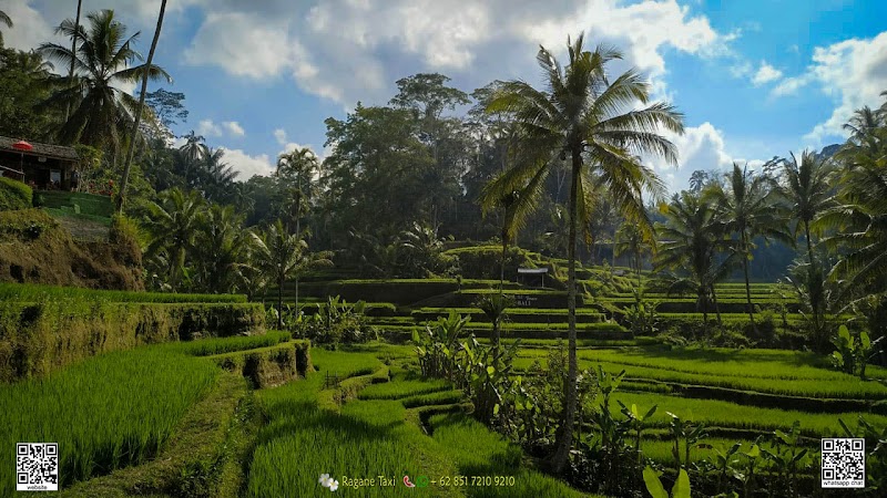 Ragane Taxi Service and Tours in Bali